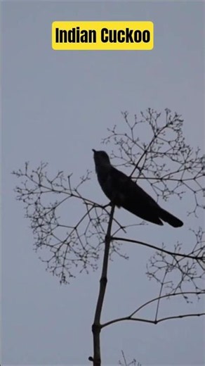 Song of Indian Cuckoo! #Darjeeling #birdsofindia #birdsong #birdsounds