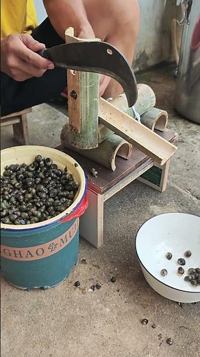 The process of cleaning snail shells #shorts