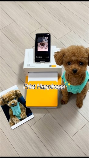 Kodak Photo Printer on Instagram: "Hundreds of dog photos already… 🤣 My camera roll is officially dog-only 🐶💛 Print them with the Kodak PD460 and create a puppy gallery at home 📸✨ You're always my No.1 model 🐾💛 #PD460 #KodakPhotoPrinter #PhotoPrinter #DogLove #PetPhoto #DogParents #PuppyGallery #HomeMemories #PrintYourPet #FurBaby #4PASS #Kodak"