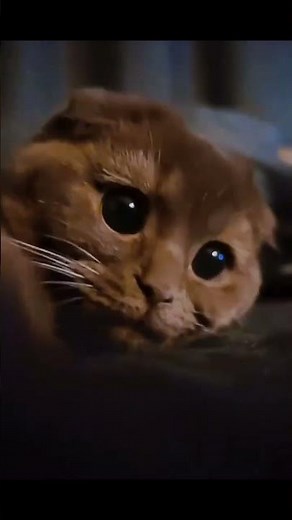 #cat #shorts