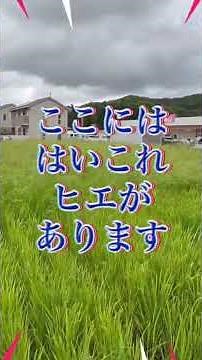 これはわかりやすい、稲刈り前に見る水田における雑草管理良し悪し。雑草としてのヒエは用途が限られ、基本的には害になることが多い。