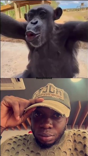 😂🐒When a Chimp Takes the Camera! #canada #duet #usa #asmr