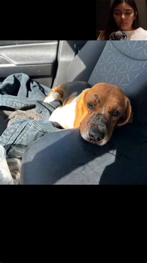 Nebraska Woman Rushes Beagle Dumped On Highway To The Vet, Her Diagnosis Is Disturbing Driving along a busy highway, you rarely expect to see an animal in need trapped in traffic. Yet, that’s exactly what happened to Elle Worley from Nebraska. One day, she saw a little Beagle running down the side of the road. She immediately pulled over, got out, and approached the dog. That’s when she came to a shocking realization: the pup’s mouth was bleeding. Elle rushed the Beagle to the veterinary clinic,