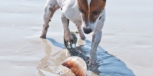 Vets issue jellyfish warning after puppies become unwell from nasty sting on beach