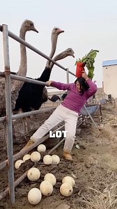 Ostrich Riding: A Unique Trend in China and Japan #OstrichRiding #China #Japan #UniqueTransport #OstrichFarming | Satisfying Videos