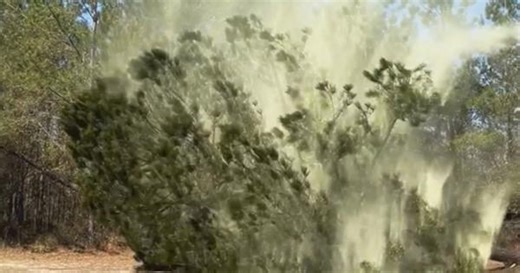 Tree cut down in Georgia releases massive cloud of pollen