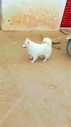 Beautiful Russian Dogs at This Unique Kennel