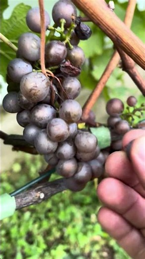 Letos burčák bude 👌😀🍇🍷