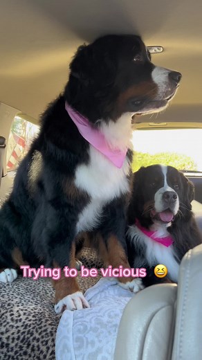 Playful Bernese Mountain Dog Barking and Growling