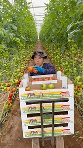 Well-managed tomato farming #tips #tricks #garden | JUMOH Han