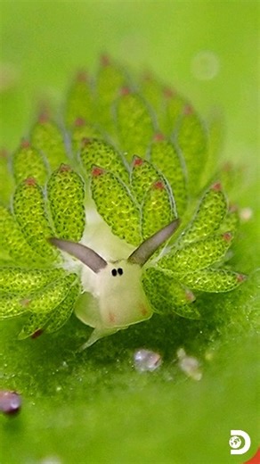 11K views · 678 reactions | Leaf sheep, although not plants, mimic a plant's ability to photosynthesize. They achieve this by consuming sea algae, extracting chloroplasts through kleptoplasty. This unique process allows them to create energy from sunlight, making them bioluminescent, or in simpler terms, they glow. Source: The Indian Express #DiscoveryChannelIn #DiscoveryChannelIndia #Discovery #DiscoveryChannel | Discovery Channel India | Facebook