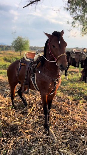 Caballos Bailadores: El Arte de los Ponys
