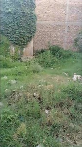 8.2K views · 54 reactions | Plot for sale Total area 1650 square feetKabal SwatWhatsApp +971 55 142 8195 | Swat Property Centre & Builder | Facebook