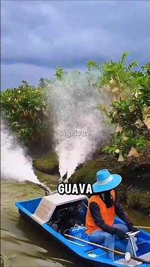 This Smart Guava Farming System Boosts Yield and Efficiency