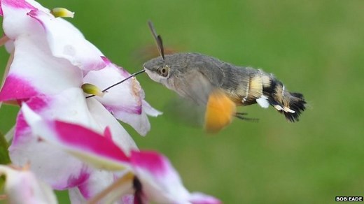 Hummingbird moths colonise UK