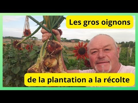 Comment faire pour avoir de beaux oignons "" PLANTATION a la récolte