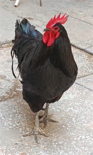 Pure Heritage Australorp Breeders | Premium Quality Black Australorp Chickens