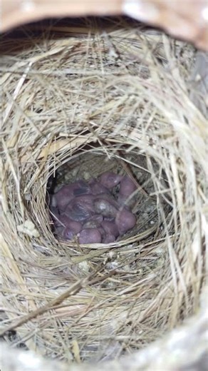 Java Seeds Mix, Fawn Sparrow Breeding tips , Java Sparrow , Java Finch , White Java , Silver Java