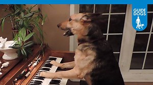 Take part in the Great British Dog Survey and win one of 10 fantastic prizes! | Guide Dogs UK