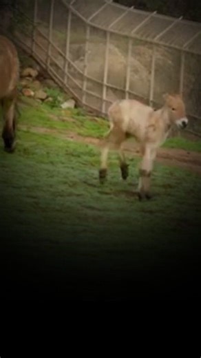 Did you know these 6 facts about Przewalski's horses? 1. The name Przewalski's horse comes from the Russian explorer N.M. Przhevalsky, who first discovered them in western Mongolia in 1870. 2. Since its initial discovery in 1870, the Przewalski's horse was declared extinct in the wild between 1960 and 1990. 3. The rare discovery of an adult Przewalski's horse in the wild in 1996 marked the beginning of conservation efforts and successfully saved it from extinction. 4. Short, stocky, and with a s