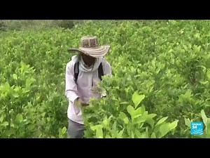 Aumentan áreas cultivadas de coca en Colombia; producción de cocaína aumentó un 53% en 2023