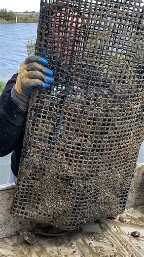 It's National Oyster Day! Oyster production is an important part of Louisiana's aquaculture industry! #Oysters #Reels #Louisiana | LSU AgCenter