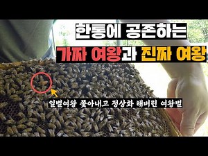 여왕벌 없애고 일벌이 여왕벌 행세하던 벌통에 새로운 여왕벌이 나타나서 벌통 정상화해버림 (feat.말고도 뭐 많은 영상)