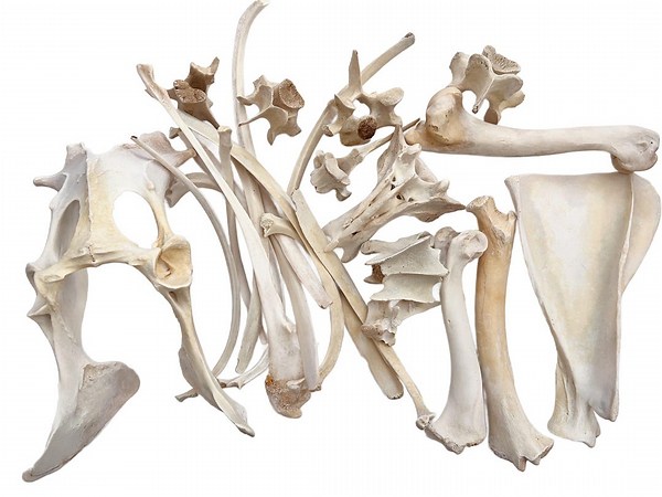 1 Pound Box Assorted Wild Boar Bones 1" - 8" for Bone Crafts - Etsy