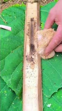 baru tahu..... #viralvideo #funny #shortvideo #api #survival