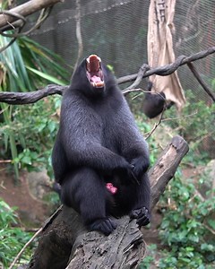 5.9K views · 251 reactions | YAWNING our way into a restful long weekend  Male Celebes crested macques often "yawn" to display their canines & assert their superiority! | Mandai Wildlife Reserve | Facebook