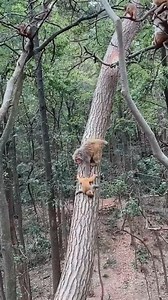 8.4K views · 296 reactions | Evil big monkeys like to bully little monkeys to prove their high status(3) | Monkey Dody | Facebook