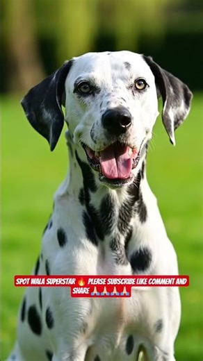 Dalmatian Dog – Spotted Beauty with Endless Energy 🖤🤍 #shorts #ashishsaxena