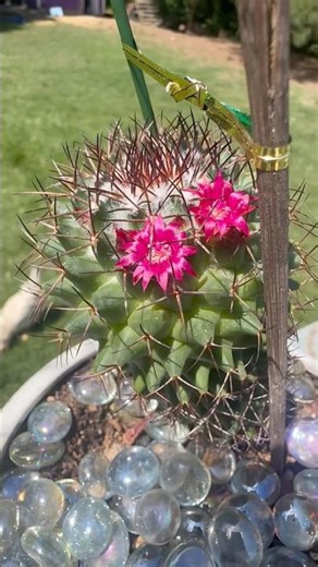 Mammillaria Polythele Cactus Blooms! 🌸