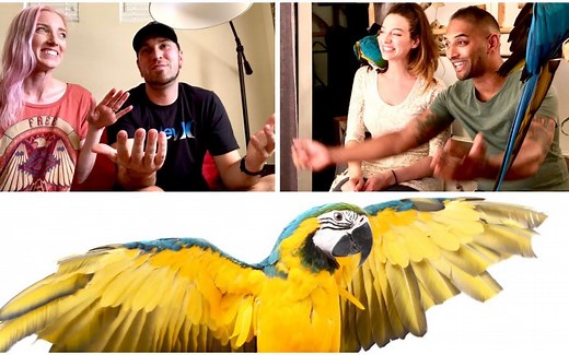 (科普)如何科学地进行鹦鹉放飞训练