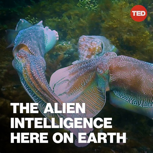 116K views · 1K reactions | "Squids have an extremely complex, interesting sex life." Watch Roger Hanlon's full talk to dive into the sophisticated world of cephalopods — and learn how their amazing abilities could signal evidence of alternative intelligence: https://bit.ly/4f2Snmc | TED | Facebook