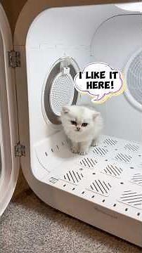 Unusual feedback🤭 #goldenwhiskerscattery #kitten #cutecat #dryboplus #smartpetdryer #catbath