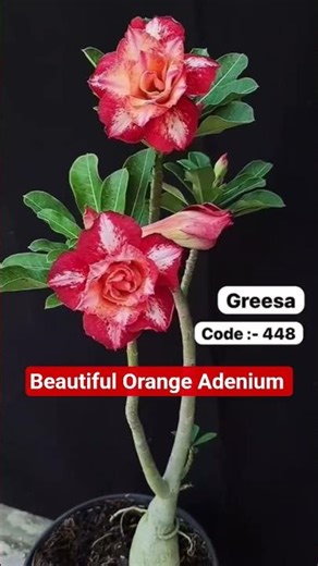 Beautiful Orange Color Adenium flower #beautiful #adenium #flowers #plants #home #gardening #shorts