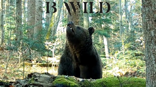 45K views · 3.4K reactions | Our best videos with its natural ambient sound. Pop up the volume! "Let's celebrate life" Slovakia BWILD | BWILD | Facebook