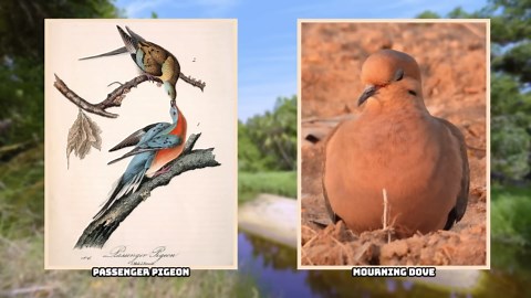 7 extinct birds, 7 mysteries - what the evidence suggests about how they died out