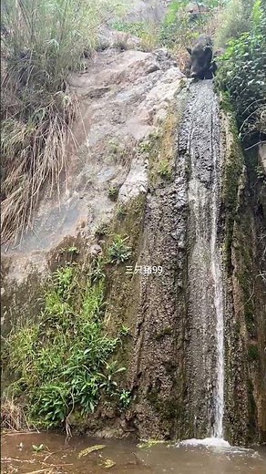 Amazing Wild Boar on TOP Waterfall 🐗 #warthog #pig #boar #hog #animals #wildpig #wildboar #wildlife