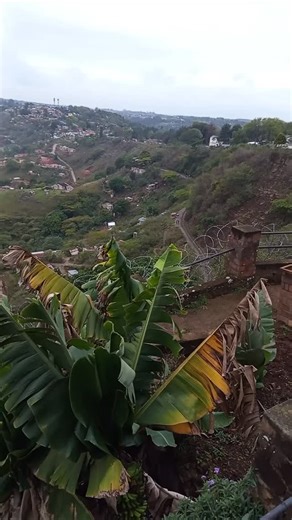 Thwomp25 on Instagram: "My collar blue and my neck is red"