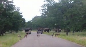 36K views · 880 reactions | An encounter with Elephants, a Lion and the endangered Painted Dog in Hwange National Park. What a sight! | Painted Dog Conservation | Facebook