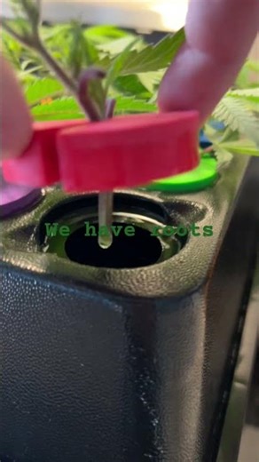 10 days from small clippings to rooted clones x24. #cannabiscultivation #cannabiseducation