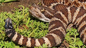 6 Critters You Might See This Summer