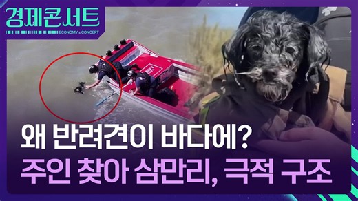 왜 반려견이 바다에? 주인 찾아 삼만리, 극적 구조 [경제콘서트] / KBS 2026.07.21