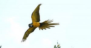 Ara Blue Yellow Parrot Bird Flying Stock Footage Video (100% Royalty-free) 3539910597 | Shutterstock