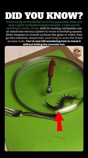 The Panic of a Trapped House Centipede