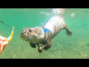 Ui, the otter, is quickly improving her swimming skills in the river! [Otter life Day 504]