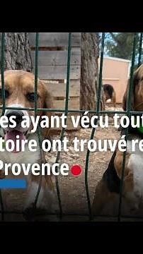 Six beagles ayant vécu toute leur vie en laboratoire ont trouvé refuge à Aix-en-Provence