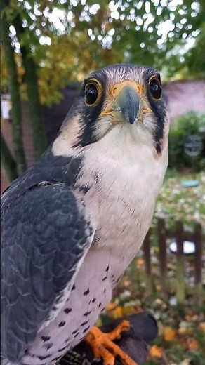 CLOSE-UP ON LANNER FALCON